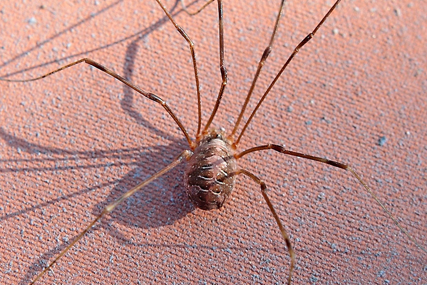 Opilio canestrinii da Molini di Triora